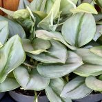 Scindapsus pinnatý (Epipremnum pinnatum) ´MARBLE VARIEGATA´- výška 15-25 cm, kont. C1L